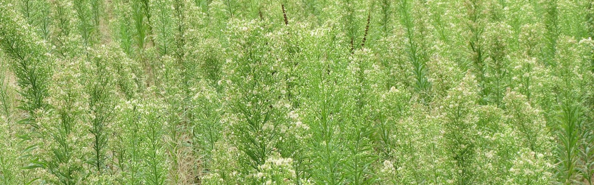 Imagem de várias plantas daninhas, conhecidas como buva.