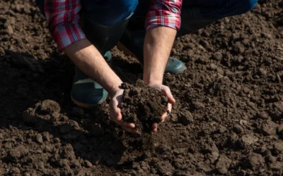 Agricultor verificando o solo.