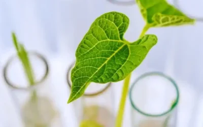 close análise foliar em ambiente de laboratório