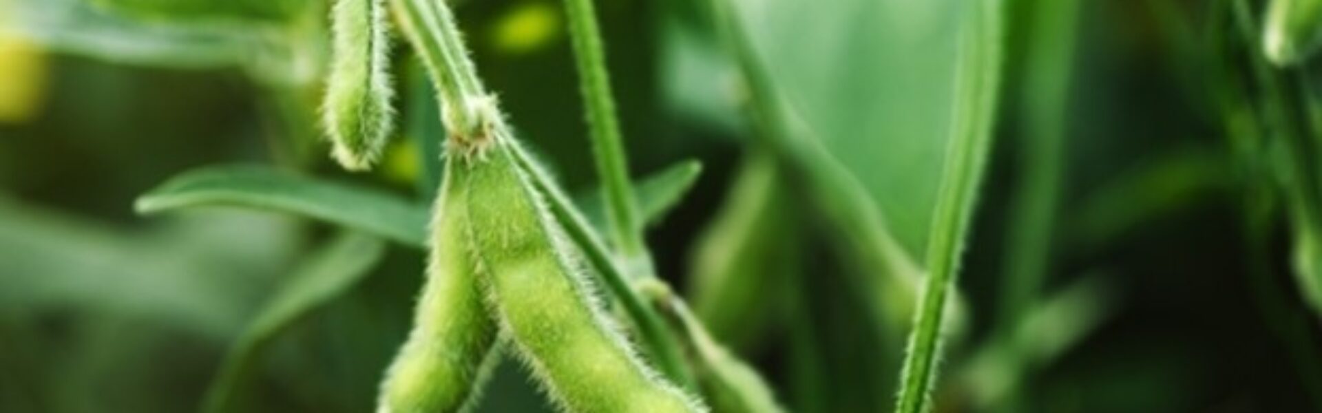 close na soja verde onde o molibdênio é essencial