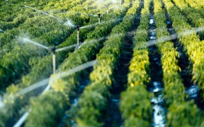 Sistema de irrigação em funcionamento.
