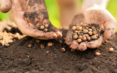 Agricultor plantando soja após aprender o passo a passo