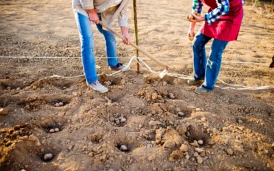correção-de-solo-e-manejo-da-fertilidade