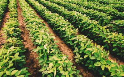 cultivares de soja no campo