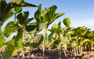 plantação de soja