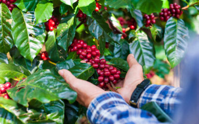 Agricultor colhendo a cultura do café