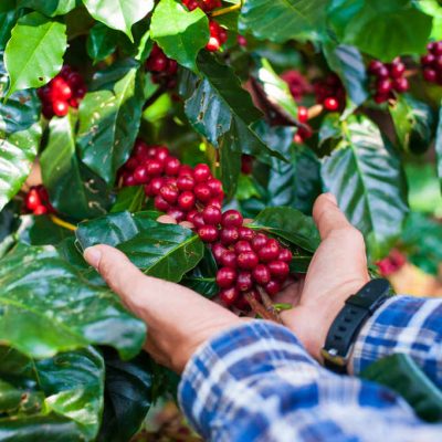 Agricultor colhendo a cultura do café