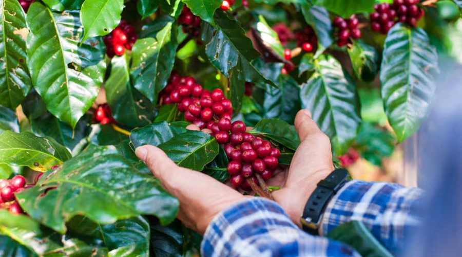 Agricultor colhendo a cultura do café