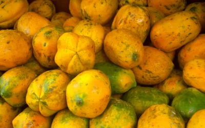 mamões maduros