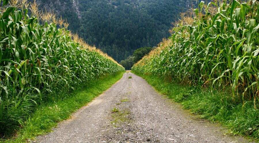 Cultura do milho: plantação de milho dividido ao meio por uma estrada.