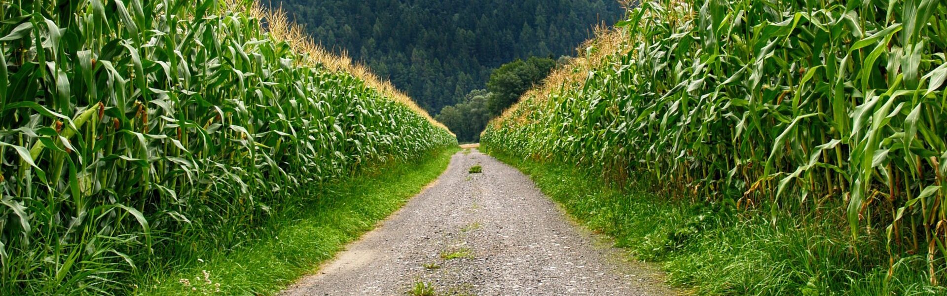 Cultura do milho: plantação de milho dividido ao meio por uma estrada.