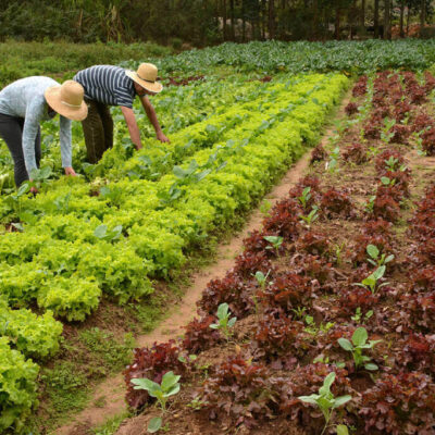 duas pessoas plantando no sistema da policultura (com diversos cultivos na mesma terra)