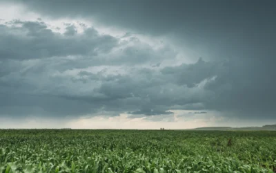 Céu com nuvens de chuva no horizonte acima da paisagem rural do campo de milho.