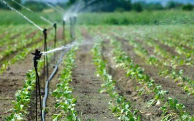 irrigação do solo: irrigação de plantação