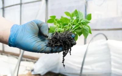 Agricultor verificando se a planta está com sinais de estresse abiótico na planta