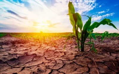 planta em estresse hídrico