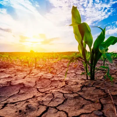 planta em estresse hídrico