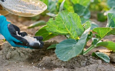 fertilizante-dap-guia-completo