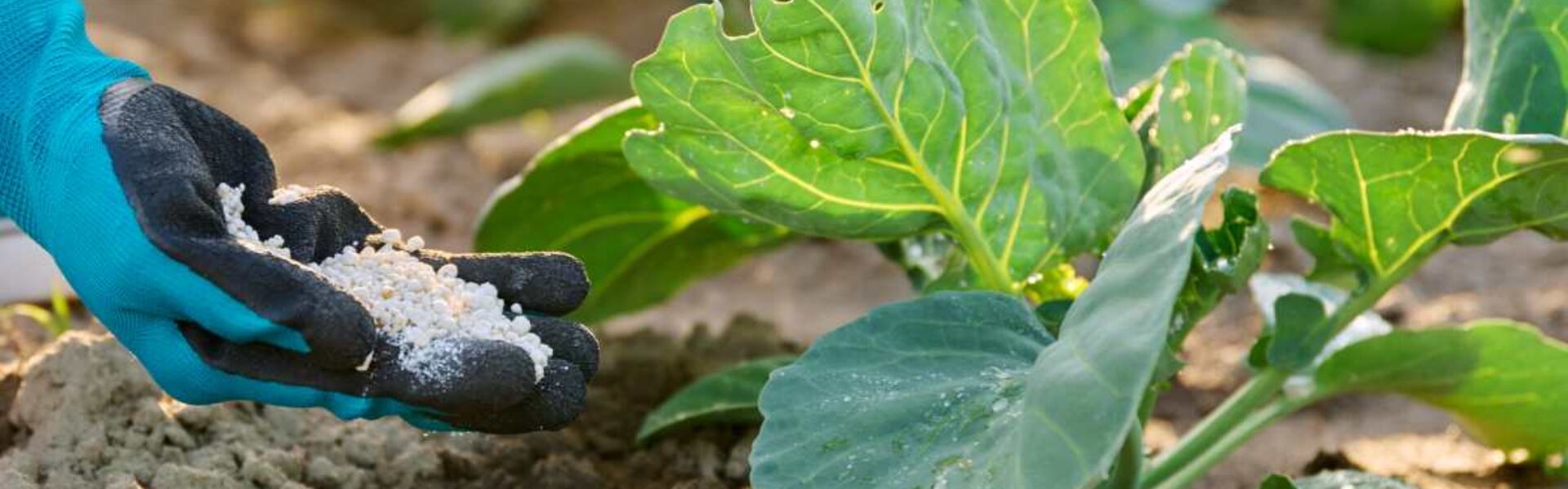 fertilizante-dap-guia-completo