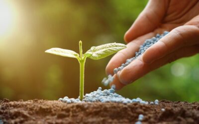 Mão feminina depositando fertilizante granulados em muda de planta.