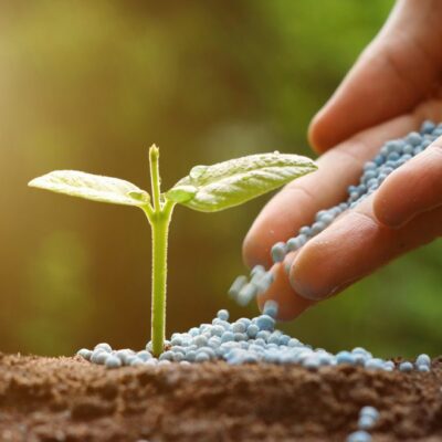 Mão feminina depositando fertilizante granulados em muda de planta.