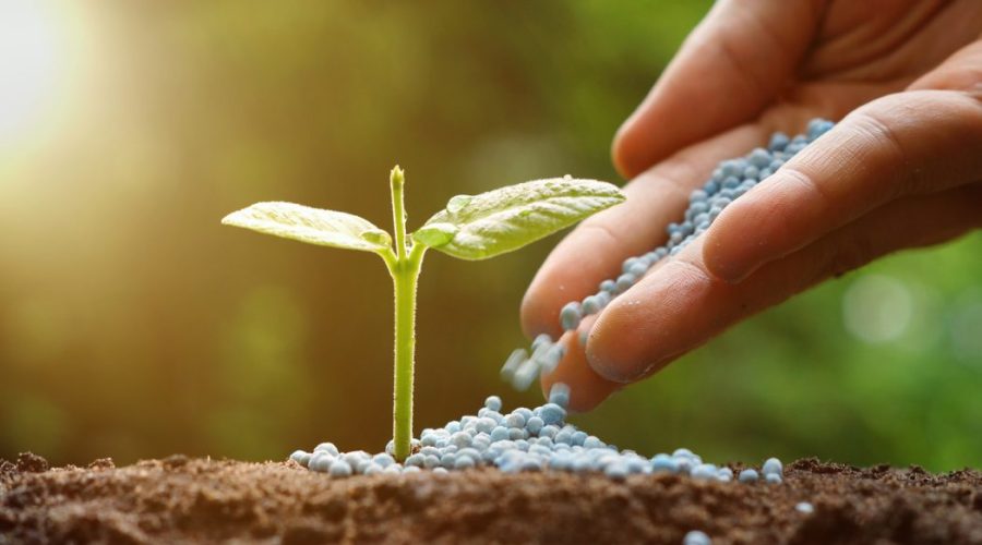 Mão feminina depositando fertilizante granulados em muda de planta.