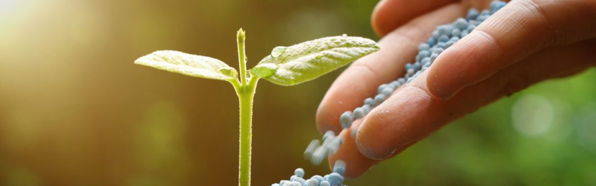 Mão feminina depositando fertilizante granulados em muda de planta.