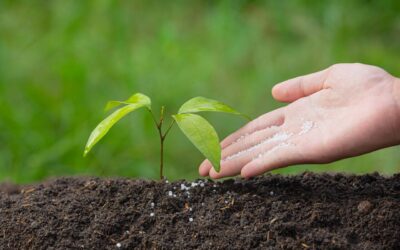 fertilizantes-nitrogenados-mao-planta