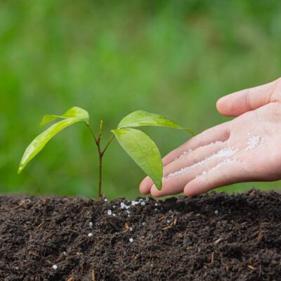 fertilizantes-nitrogenados-mao-planta