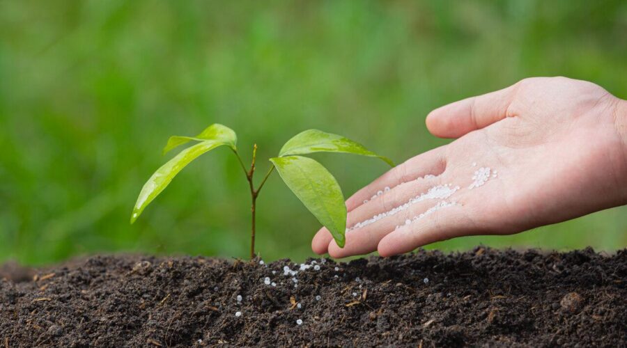 fertilizantes-nitrogenados-mao-planta