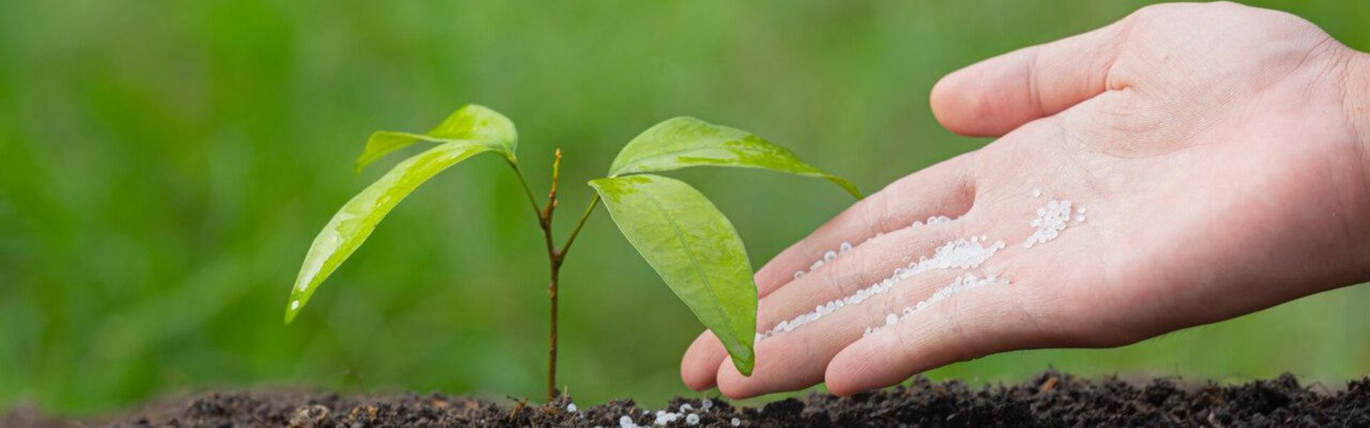 fertilizantes-nitrogenados-mao-planta