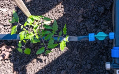 plantação utilizando fertirrigação