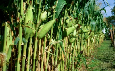 Campo de milho