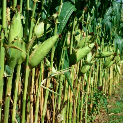 Campo de milho