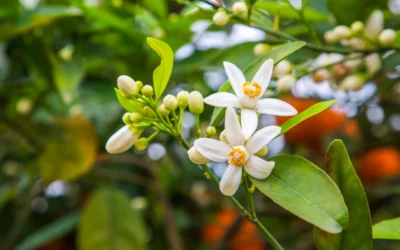 Flor de tangerina ou laranjeira