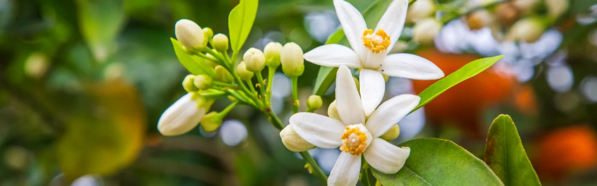 Flor de tangerina ou laranjeira