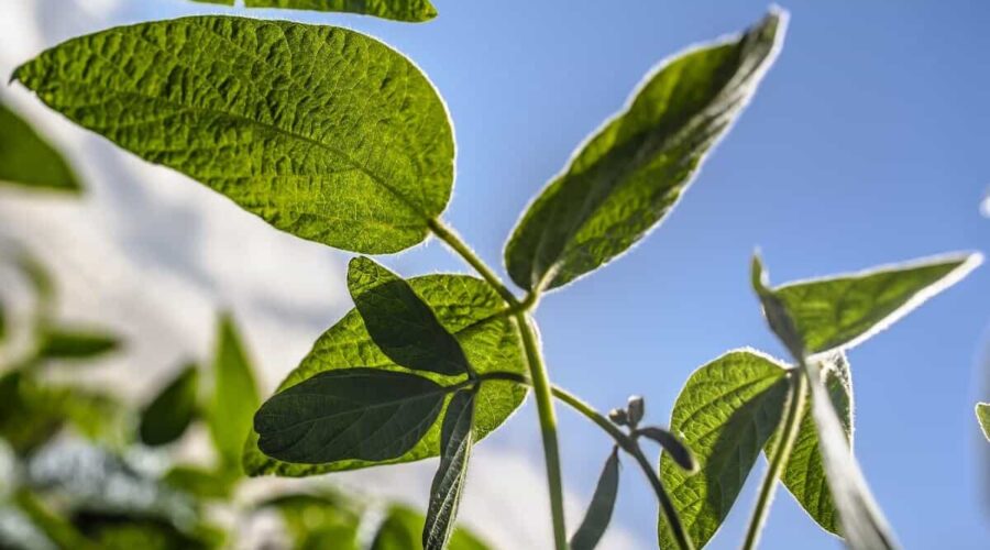 manejo do boro: folhas de soja em close com céu azul ao fundo