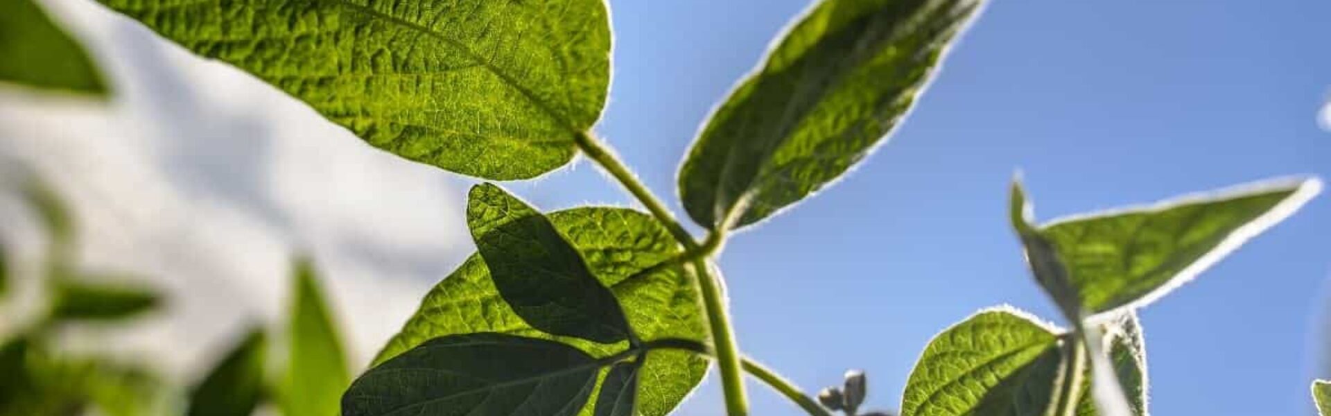 manejo do boro: folhas de soja em close com céu azul ao fundo