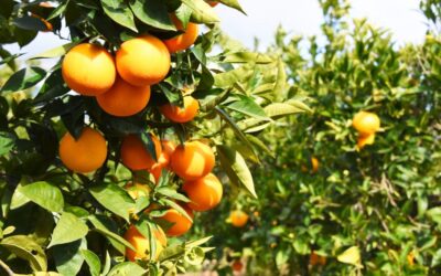 O que é fruticultura: laranja no pé