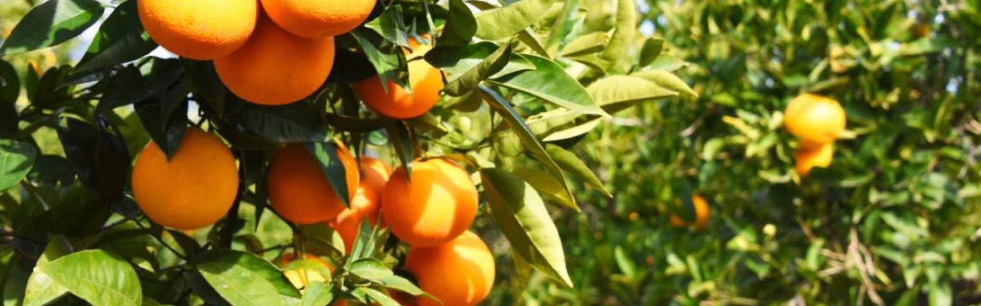 O que é fruticultura: laranja no pé