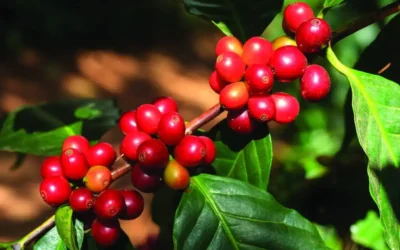 frutificação-do-café