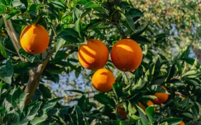 Close-up de laranjas maduras e saudáveis em um pé de citros com folhagem verde.