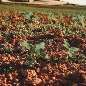 Brotos em um campo de cultivo