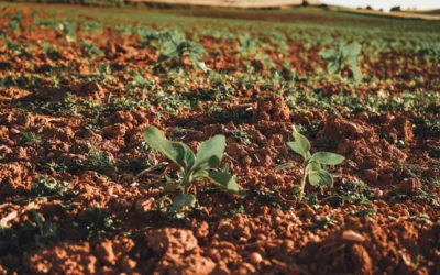 Brotos em um campo de cultivo