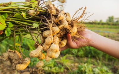 gesso agrícola na plantação de amendoim