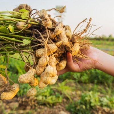 gesso agrícola na plantação de amendoim
