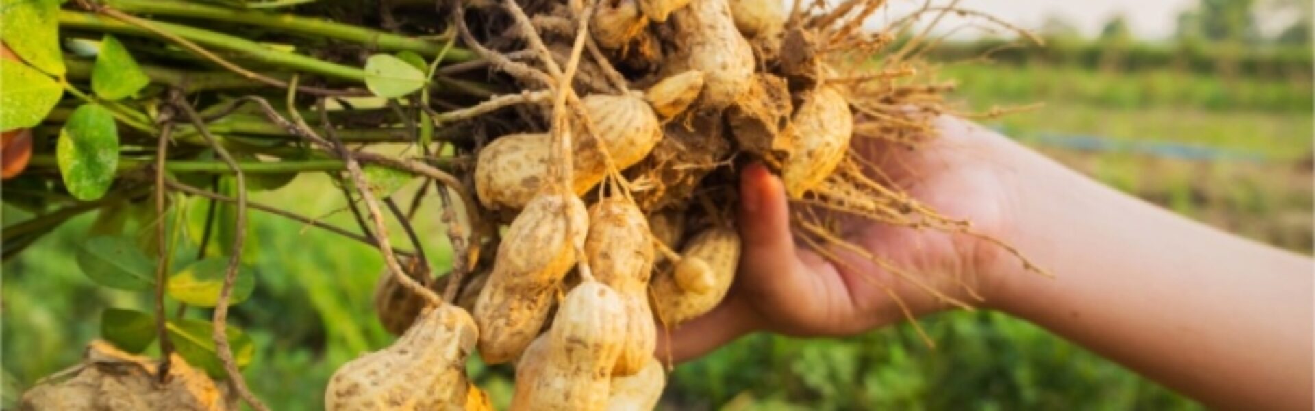 gesso agrícola na plantação de amendoim