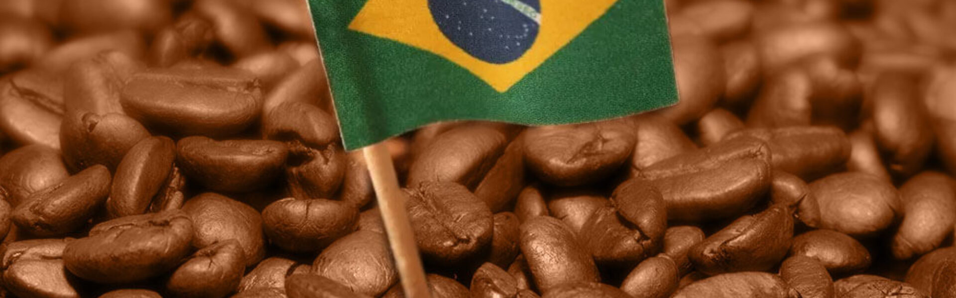 graos-de-cafe-em-close-com-bandeira-do-Brasil-colocada-em-meio-a-eles