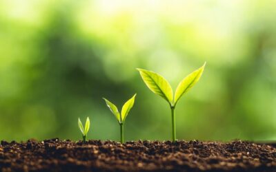 pequenas mudas de planta com fundo verde