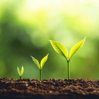 pequenas mudas de planta com fundo verde